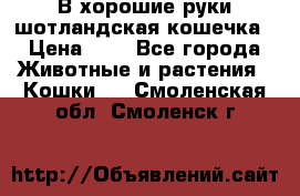 В хорошие руки шотландская кошечка › Цена ­ 7 - Все города Животные и растения » Кошки   . Смоленская обл.,Смоленск г.